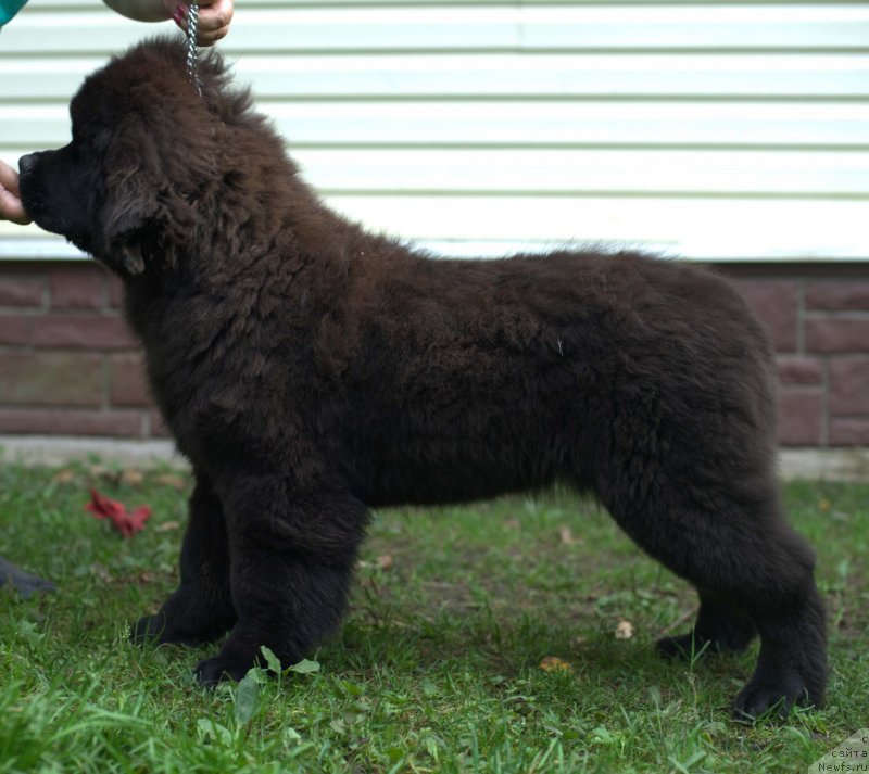 Фото: ньюфаундленд Smigar Laki Strayk (Смигар Лаки Страйк), 4, 5 мес