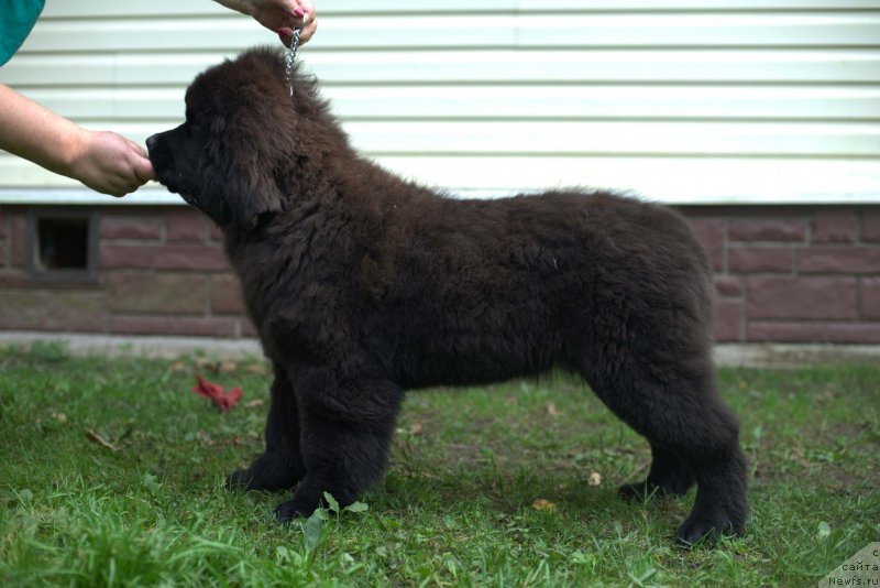 Фото: ньюфаундленд Smigar Laki Strayk (Смигар Лаки Страйк), 4, 5 мес