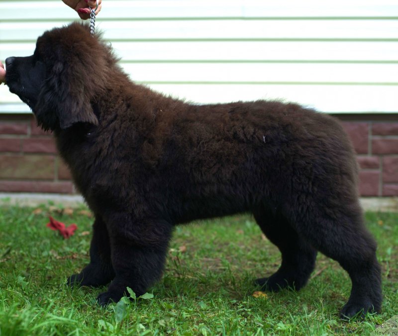 Фото: ньюфаундленд Smigar Laki Strayk (Смигар Лаки Страйк), 4, 5 мес