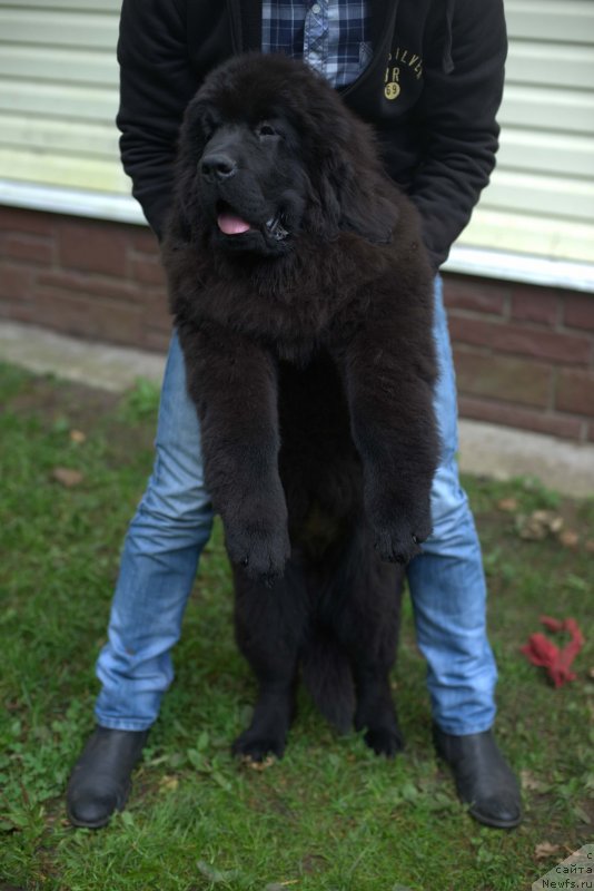 Фото: ньюфаундленд Smigar Laki Strayk (Смигар Лаки Страйк), 4, 5 мес