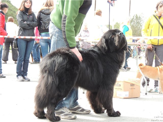 Фото: ньюфаундленд Bi Perfekt Asker (Би Перфект Аскер)