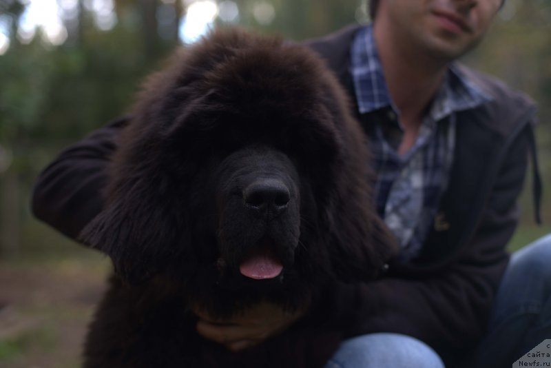 Фото: ньюфаундленд Smigar Love Story (Смигар Лав Стори), 4, 5 мес