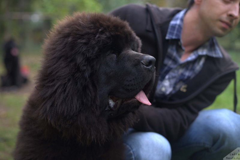 Фото: ньюфаундленд Smigar Love Story (Смигар Лав Стори), 4, 5 мес