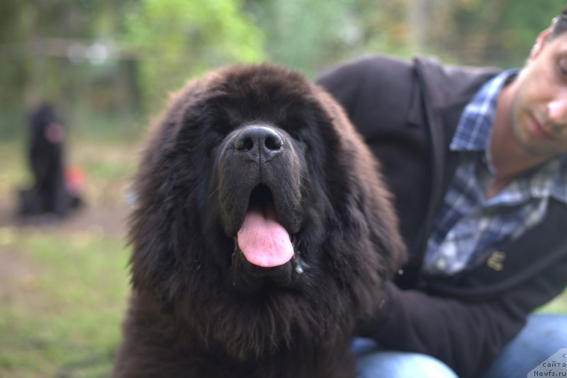 Фото: ньюфаундленд Smigar Love Story (Смигар Лав Стори), 4, 5 мес