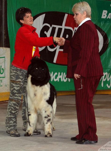 Фото: ньюфаундленд Vesnushka na Shastie (Веснушка на Счастье)