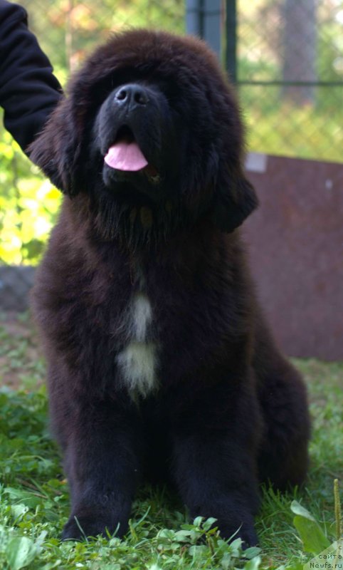 Фото: ньюфаундленд Smigar Love Story (Смигар Лав Стори), 4, 5 мес