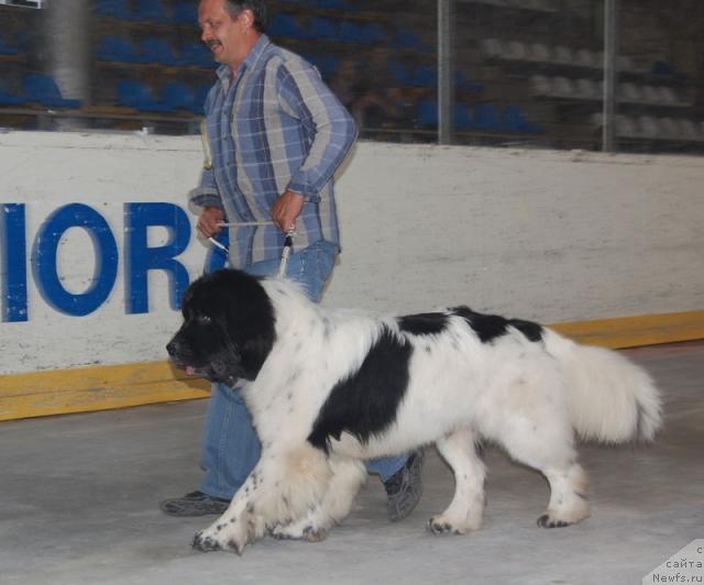 Фото: ньюфаундленд Super Bizon Baton (Супер Бизон Батон)