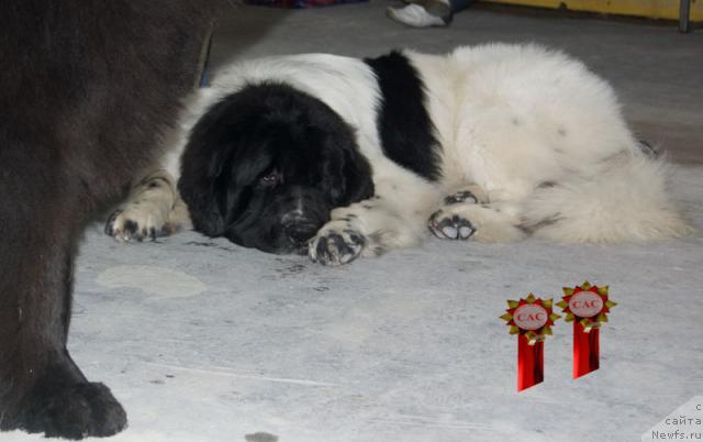 Фото: ньюфаундленд Super Bizon Baton (Супер Бизон Батон)