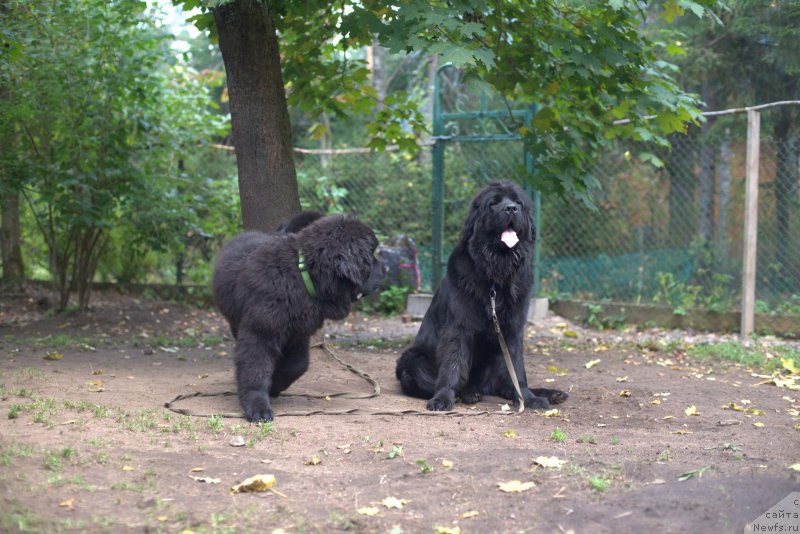 Фото: ньюфаундленд Smigar Liverpulsiy Chetvertak (Смигар Ливерпульский Четвертак), ньюфаундленд New Beothuks Gold for Smigar