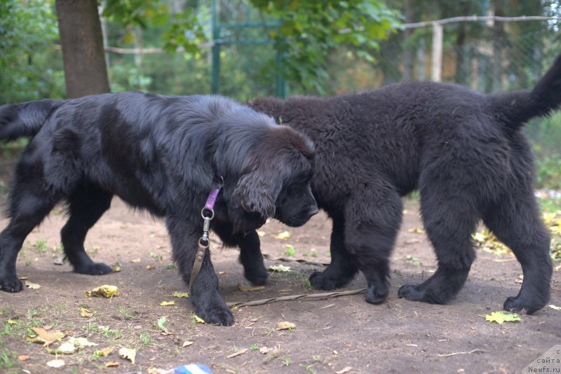 Фото: ньюфаундленд Smigar Liverpulsiy Chetvertak (Смигар Ливерпульский Четвертак), ньюфаундленд New Beothuks Gold for Smigar