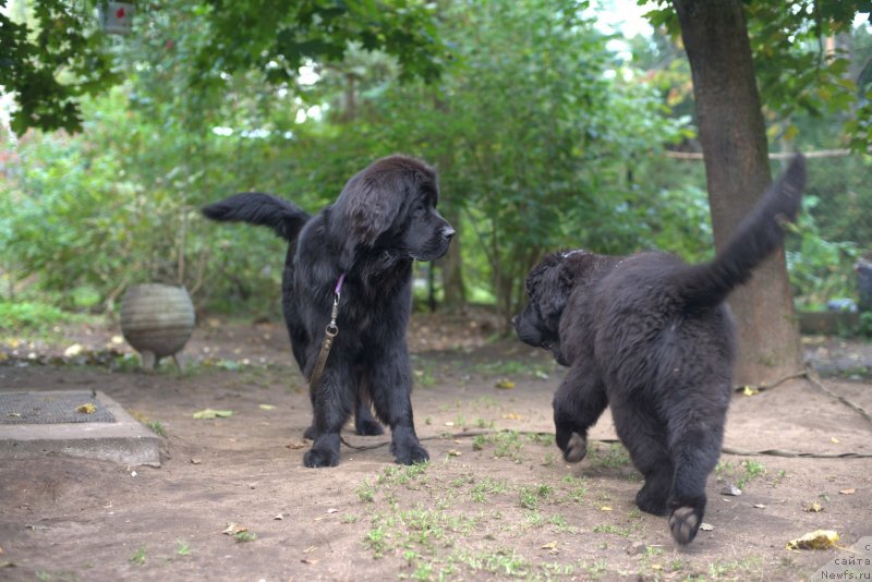 Фото: ньюфаундленд Smigar Liverpulsiy Chetvertak (Смигар Ливерпульский Четвертак), ньюфаундленд New Beothuks Gold for Smigar