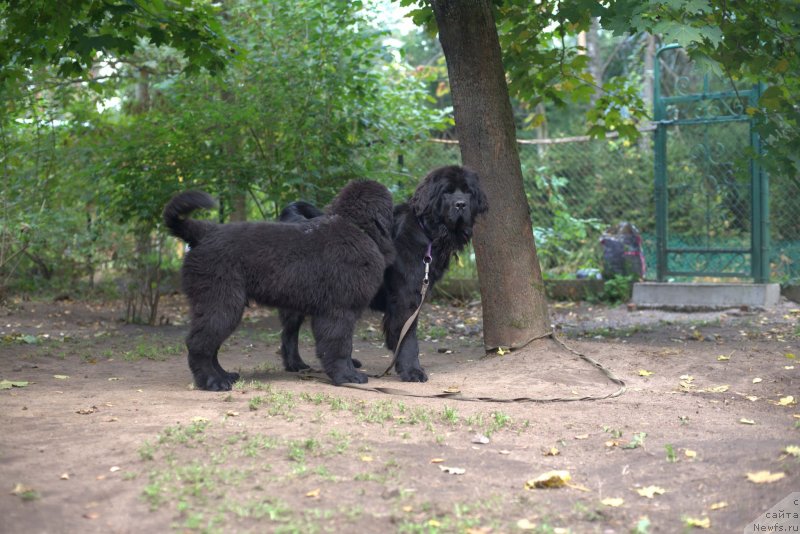 Фото: ньюфаундленд Smigar Liverpulsiy Chetvertak (Смигар Ливерпульский Четвертак), ньюфаундленд New Beothuks Gold for Smigar
