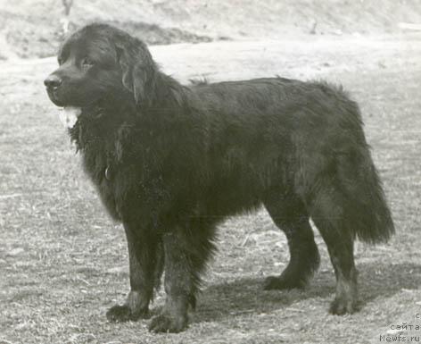 Фото: ньюфаундленд Zlat Maconi (Злат Мацони)