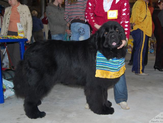 Фото: ньюфаундленд Ygan s Toyanova Gorodka (Юган с Тоянова Городка)