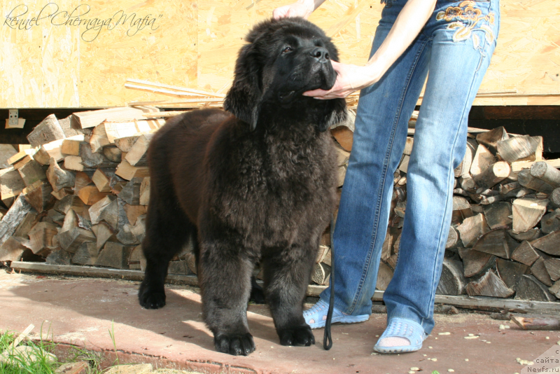 Фотография № 134900