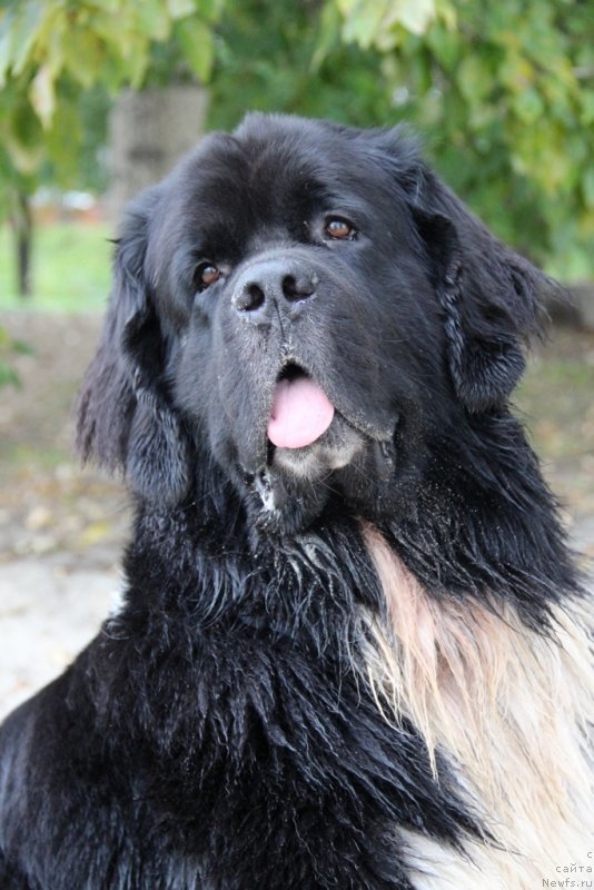 Фото: ньюфаундленд Starbimovlav Gardemarin (Старбимовлав Гардемарин)