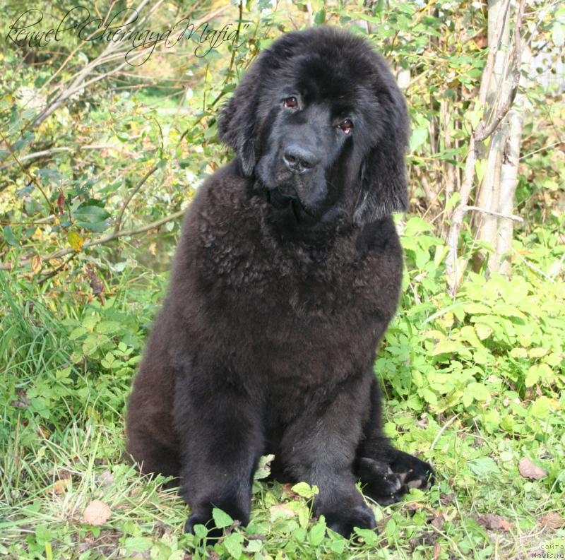 Фотография № 134906