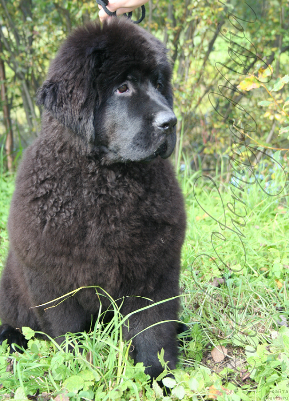 Фотография № 134907