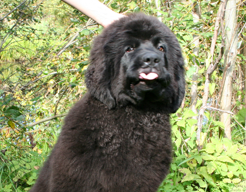 Фото: ньюфаундленд Chernaya Mafia Magic Touch (Черная Мафия Магик Тоуч)