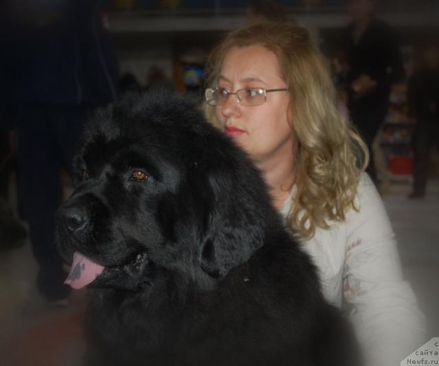 Фото: ньюфаундленд Lesnaya Skazka Ruslana (Лесная Сказка Руслана), Elena Stepanova (Елена Степанова)