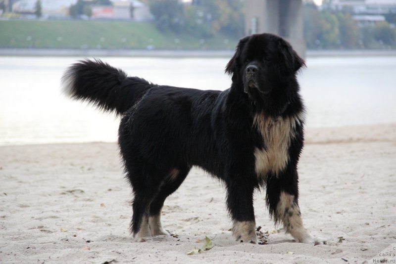 Фото: ньюфаундленд Starbimovlav Gardemarin (Старбимовлав Гардемарин)