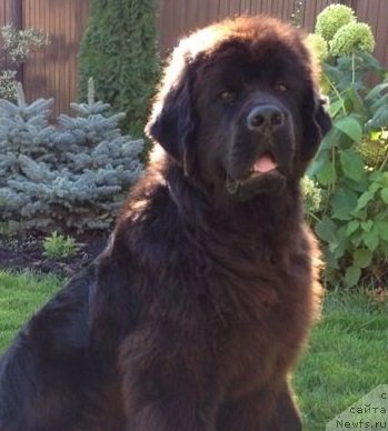 Фото: ньюфаундленд Deep Love I'm Sensation (Deep Love I'm Sensation)