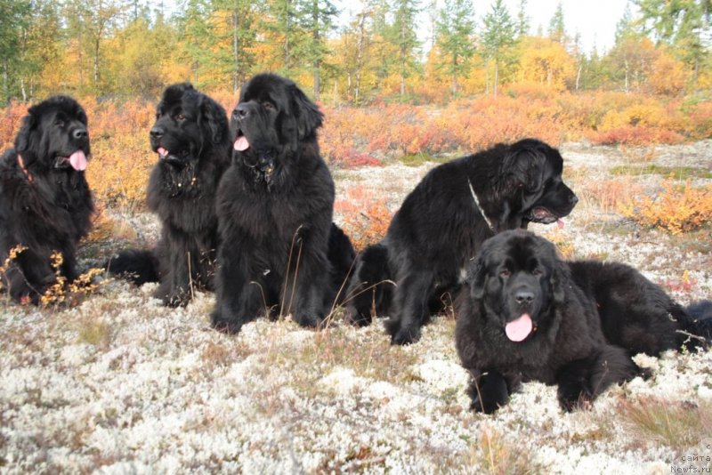 Фото: ньюфаундленд Fortuna of Giant's Island, ньюфаундленд Gloriya Grand Blek (Глория Гранд Блек), ньюфаундленд Beguschaya po Volnam Zero Kool (Бегущая по Волнам Зеро Коол), ньюфаундленд Neretum Tribe Xagrid, ньюфаундленд YAntarnaya Mechta (Янтарная Мечта)