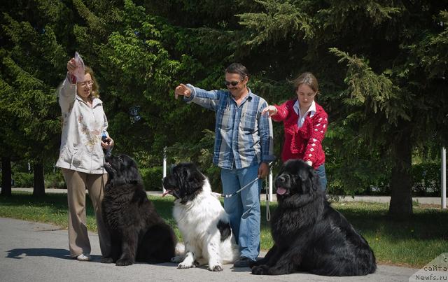 Фото: ньюфаундленд Lesnaya Skazka Ruslana (Лесная Сказка Руслана), ньюфаундленд Super Bizon Baton (Супер Бизон Батон), ньюфаундленд Ygan s Toyanova Gorodka (Юган с Тоянова Городка)