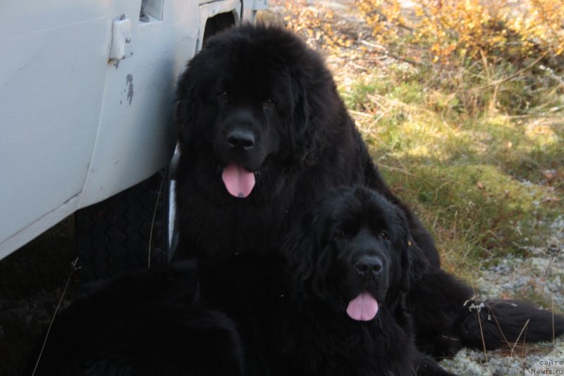 Фото: ньюфаундленд YAhont Dragocennyiy (Яхонт Драгоценный), ньюфаундленд Neretum Tribe Xagrid