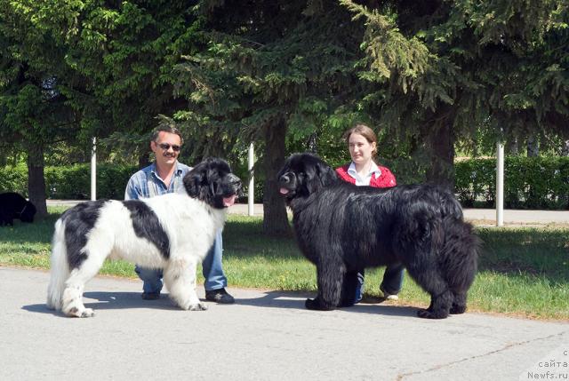 Фото: ньюфаундленд Super Bizon Baton (Супер Бизон Батон), ньюфаундленд Ygan s Toyanova Gorodka (Юган с Тоянова Городка)
