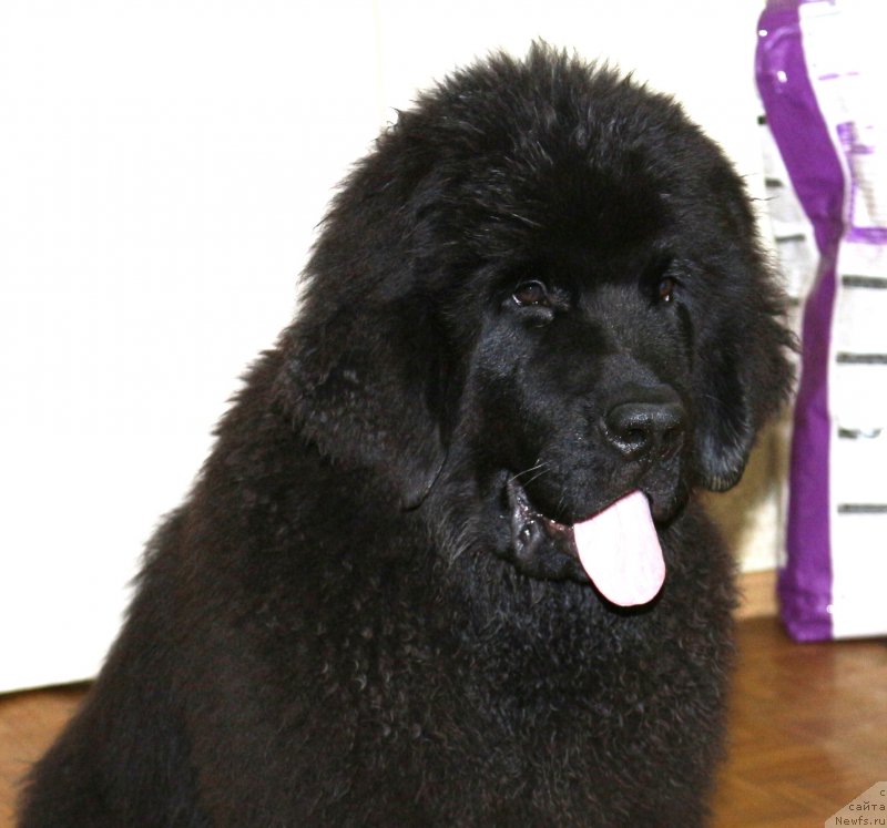 Фотография № 134940