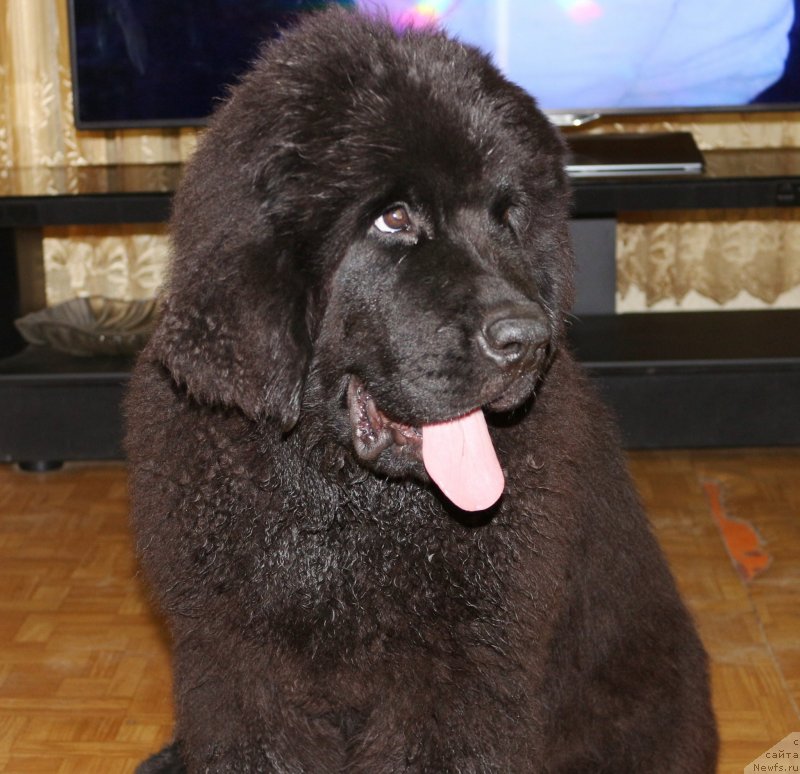 Фотография № 134941