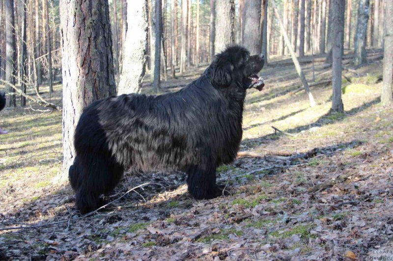 Фото: ньюфаундленд Baloven' Sud'byi (Баловень Судьбы)