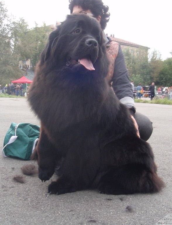 Фото: ньюфаундленд N'yufort Tancuyuschaya Koroleva (Ньюфорт Танцующая Королева)