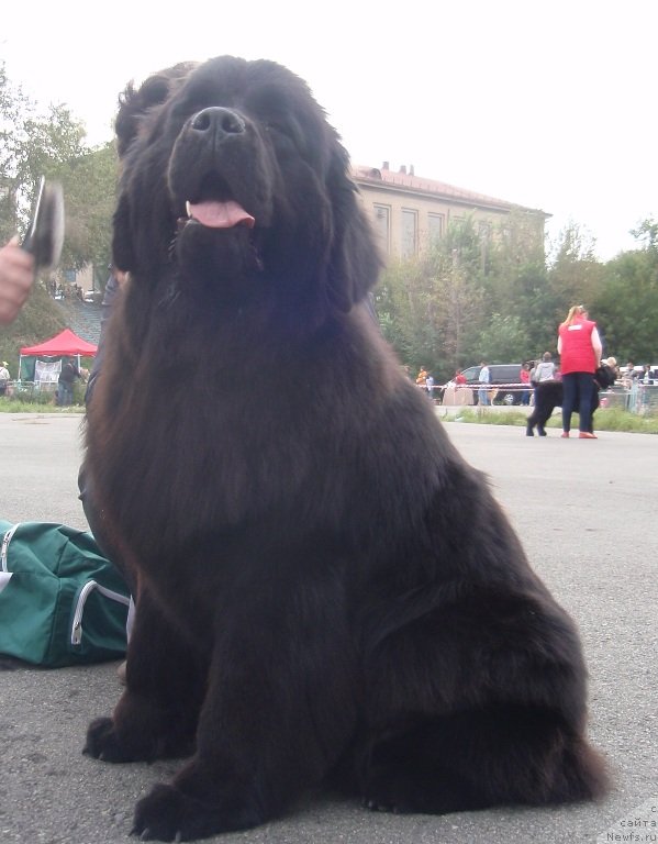 Фото: ньюфаундленд N'yufort Tancuyuschaya Koroleva (Ньюфорт Танцующая Королева)