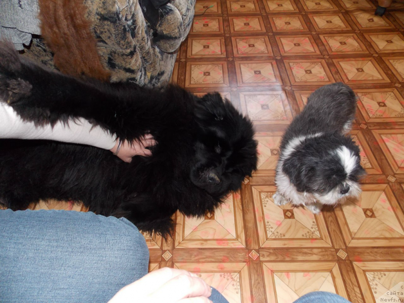 Фото: ньюфаундленд Grand Byebi Ariadna (Гранд Бэби Ариадна)