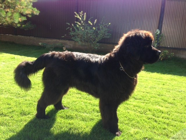 Фото: ньюфаундленд Deep Love I'm Sensation (Deep Love I'm Sensation)