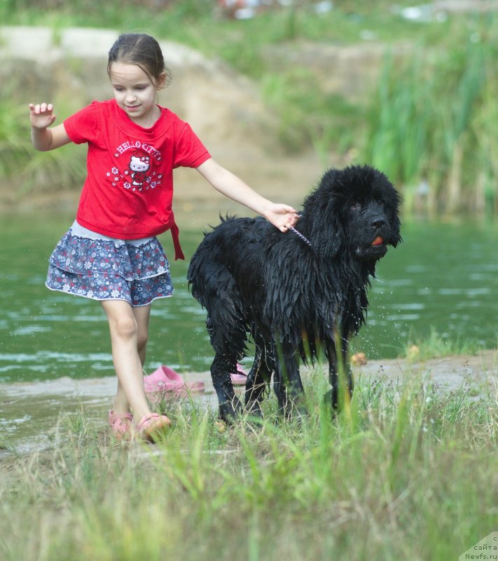 Фото: ньюфаундленд Safari SHamba Klimovna (Сафари Шамба Климовна)