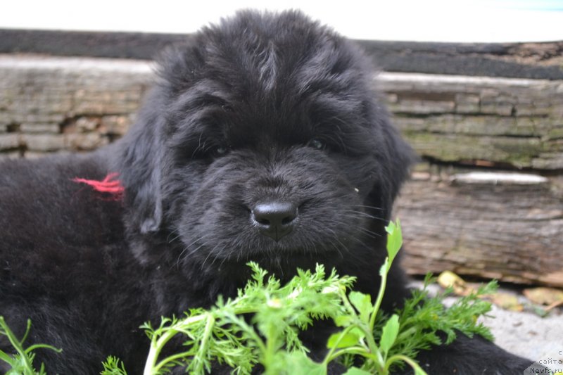 Фото: ньюфаундленд Talisman Morya Marsel' (Талисман Моря Марсель)