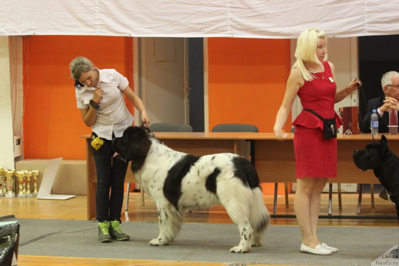 Фото: ньюфаундленд Keeper Soul Nou Daut Best (Кипер Соул Ноу Даут Бэст)