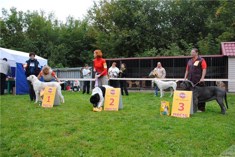 Фото: ньюфаундленд Sent Djons Viva Viktoria (Сент Джонс Вива Виктория)