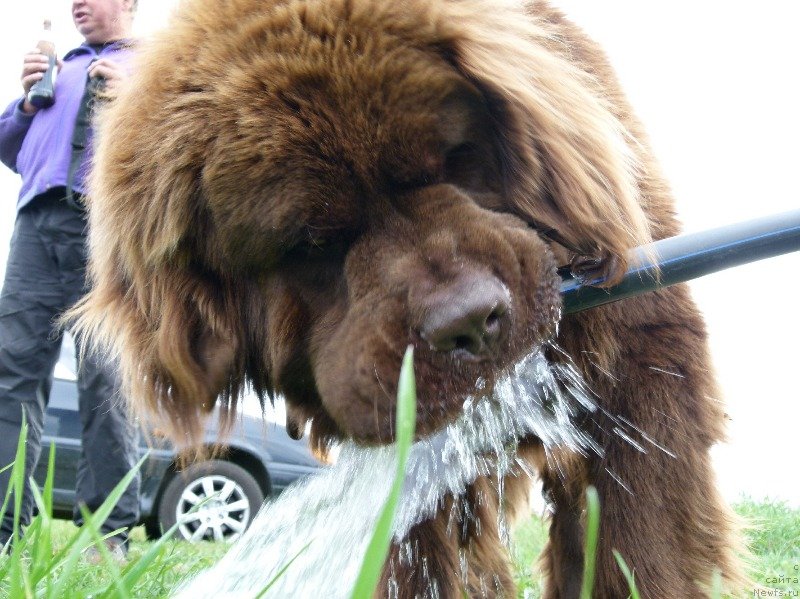 Фото: ньюфаундленд N'yufort Rover Braun (Ньюфорт Ровер Браун)