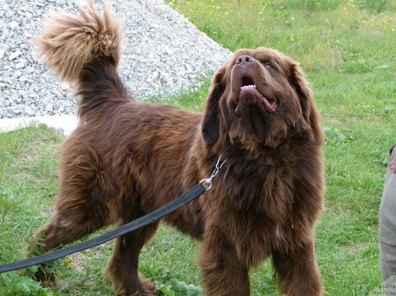 Фото: ньюфаундленд N'yufort Rover Braun (Ньюфорт Ровер Браун)