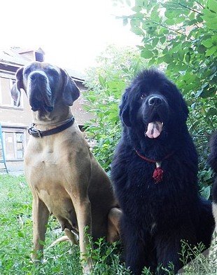 Фото: ньюфаундленд Kapitan N'yufort (Капитан Ньюфорт)