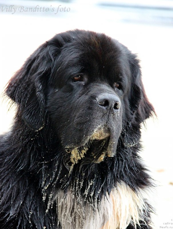 Фото: ньюфаундленд Starbimovlav Gardemarin (Старбимовлав Гардемарин)