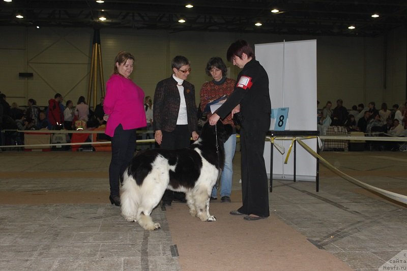 Фото: ньюфаундленд Iskushenie Moey Dushi (Искушение Моей Души)