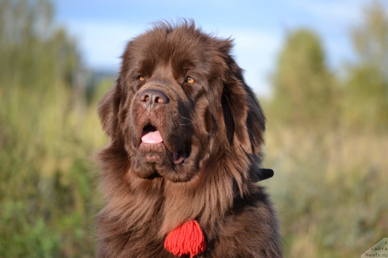 Фото: ньюфаундленд Bagryanaya Osen' iz Arkaima (Багряная Осень из Аркаима)
