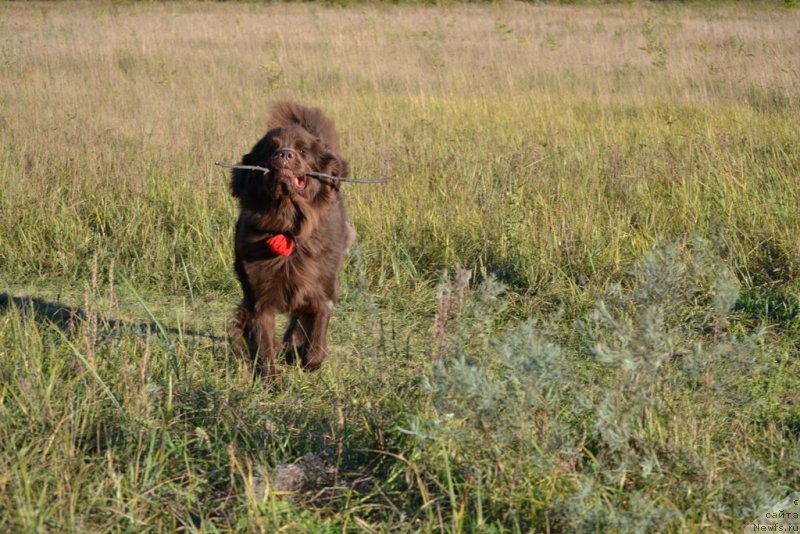 Фото: ньюфаундленд Bagryanaya Osen' iz Arkaima (Багряная Осень из Аркаима)