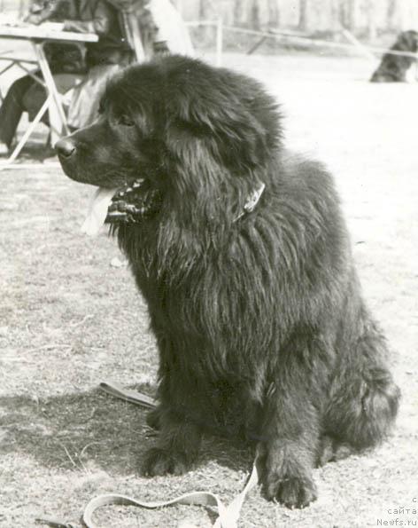 Фото: ньюфаундленд Zayzorro Maconi (Зайзорро Мацони)