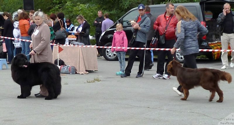 Фото: ньюфаундленд N'yufort Tancuyuschaya Koroleva (Ньюфорт Танцующая Королева)